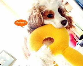 蛋黄狗狗吃瓜,蛋黄狗狗的夏日瓜趣之旅