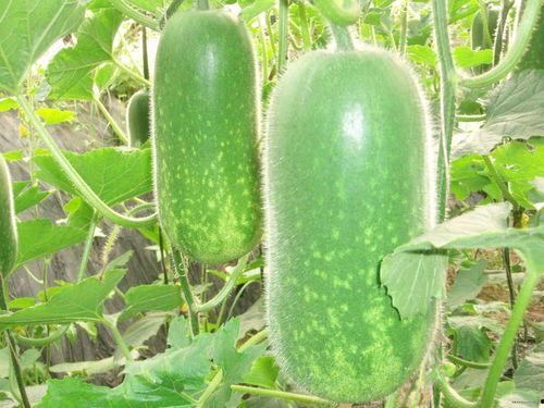 吃瓜大神解说大全,揭秘娱乐圈幕后真相