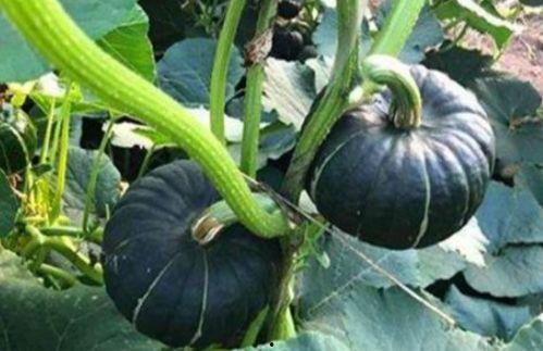 肚脐小师妹吃瓜,肚脐小师妹的瓜田奇遇记