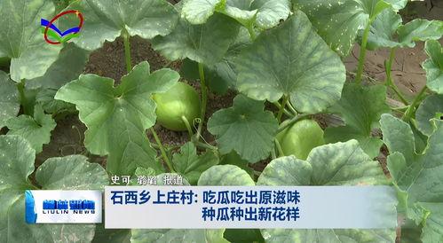 吃瓜飘柳,揭秘娱乐圈的甜蜜与苦涩