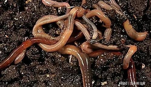 蚯蚓吃瓜吗,揭秘它们对瓜类食物的喜好