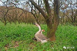 秋色吃瓜,探寻秋季美食的甜蜜诱惑