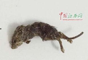 异型老鼠吃瓜,异型老鼠的瓜田奇遇记