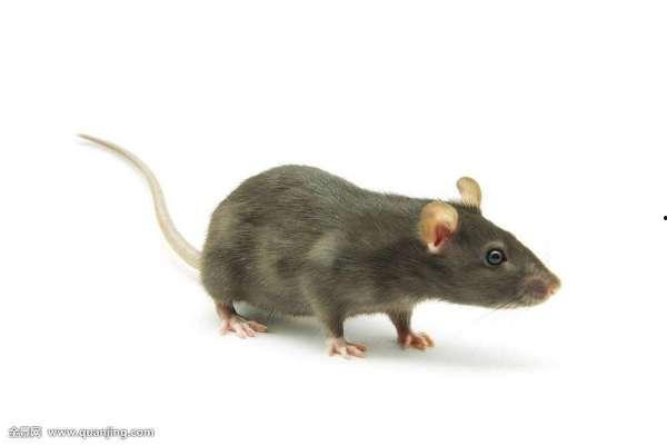 异型老鼠吃瓜,异型老鼠的瓜田奇遇记