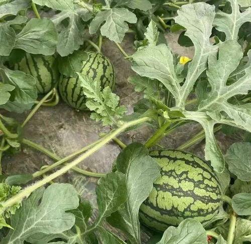 三兄弟吃瓜头像,共享夏日清凉时光