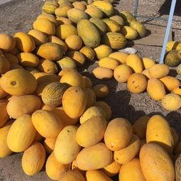 瓜洲吃瓜的地方,探寻古渡口上的吃瓜胜地