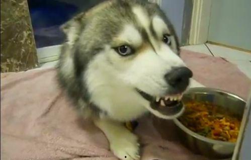 程十二哈士奇吃瓜,吃瓜界的“狂野小生”