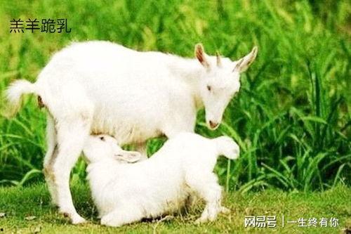 小羊吃瓜事件,一场意外引发的动物界热议