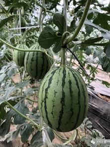 网红福利吃瓜,吃瓜群众如何享受福利盛宴