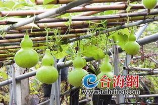 艾灸后吃葫芦瓜,葫芦瓜助力健康调理