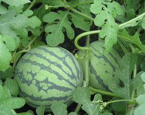 孕妇可以吃瓜的籽吗,孕妇食用西瓜籽的注意事项与建议