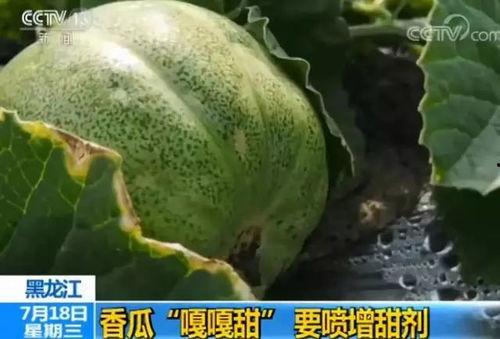 如何吃很多瓜,揭秘如何畅享无尽瓜果美味