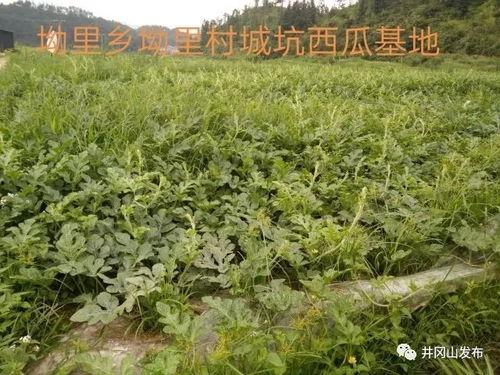 中寨吃瓜,一场别开生面的夏日盛宴