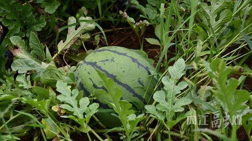 田里的吃瓜,田里吃瓜的悠闲时光