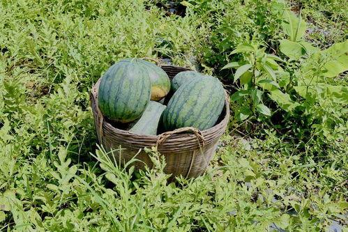 田里的吃瓜,田里吃瓜的悠闲时光