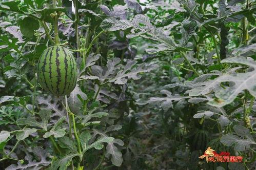 丰收了吃瓜,共享丰收喜悦