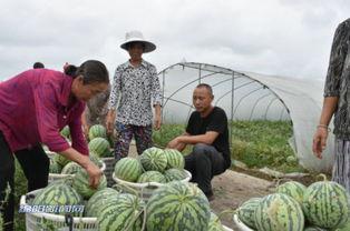 丰收了吃瓜,共享丰收喜悦