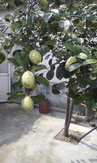 看人吃瓜树,揭秘娱乐圈的隐秘生态