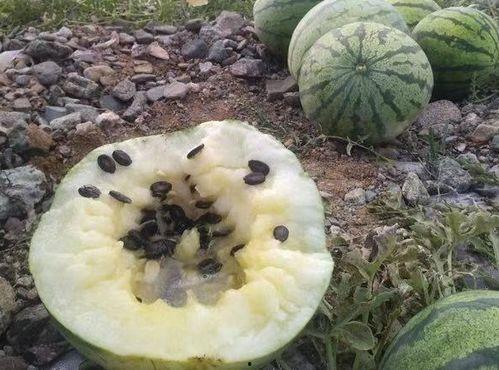 牛角瓜的瓜瓤可以吃吗