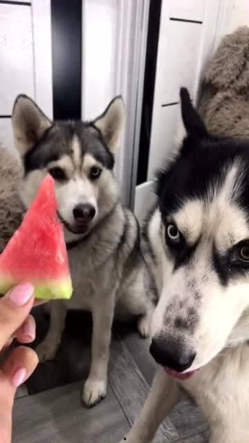 吃瓜看哈片,吃瓜看哈片，带你领略明星幕后故事