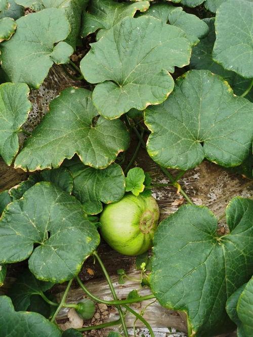 安静吃瓜多嘴,揭秘网络舆论的微妙平衡  第2张