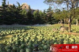 吃瓜美国大学,吃瓜群众中的独特风景  第2张