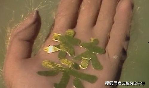 吃瓜黄眉,网络红人的崛起与争议  第2张