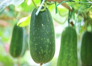 移植以后瓜可以吃吗  第3张