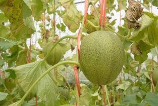 丝路名城吃哈密瓜,品味千年古城的甜蜜诱惑  第1张