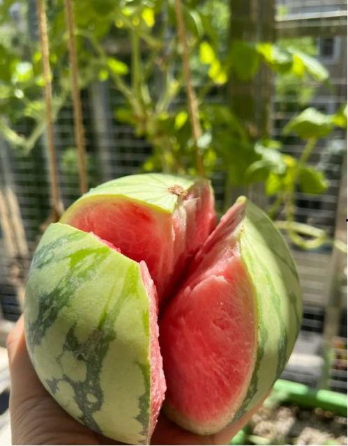 吃爸爸种的瓜  第3张