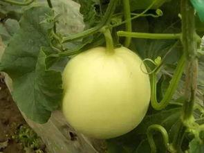 夏天吃小瓜好吗  第3张