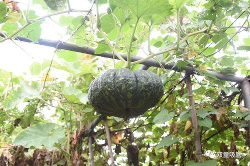 吃瓜在瓜园