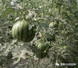 吃瓜在瓜园  第2张