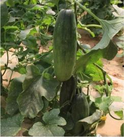 吃瓜在瓜园  第3张