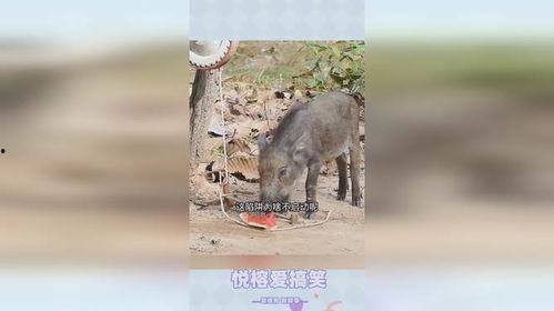 猪看人吃瓜,看人吃瓜的趣味日常  第1张