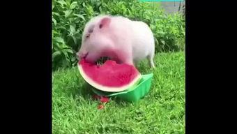猪看人吃瓜,看人吃瓜的趣味日常  第2张