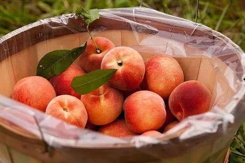 立秋吃桃摸瓜好吗,桃摸瓜的美食盛宴