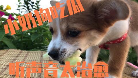狗狗吃瓜起的争执,狗狗吃瓜引发的邻里风波