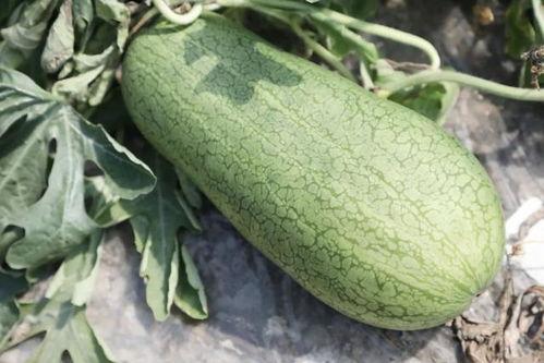 瓜什么季节吃,夏季瓜类美食盛宴  第2张